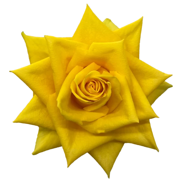 Roses Impact