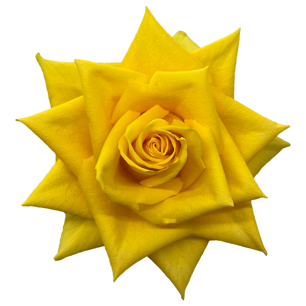 Roses Impact