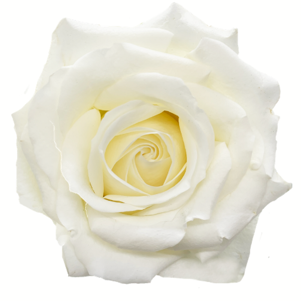 Roses Inocencia