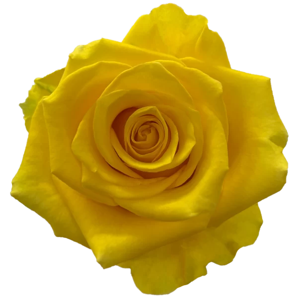 Roses Lighthouse