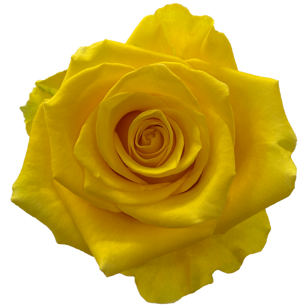 Roses Lighthouse