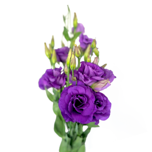 Lisianthus