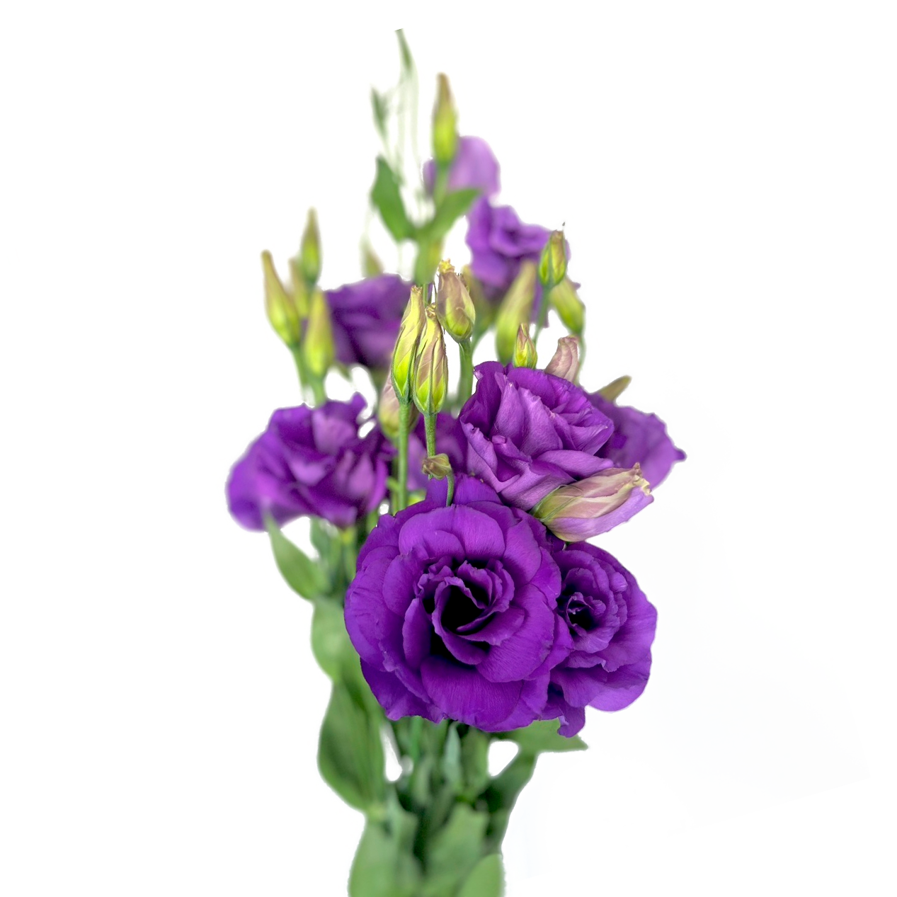 Lisianthus