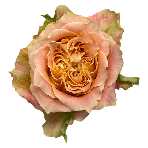 Garden Rose Louise