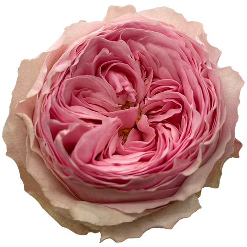 Garden Rose Mansfield Park
