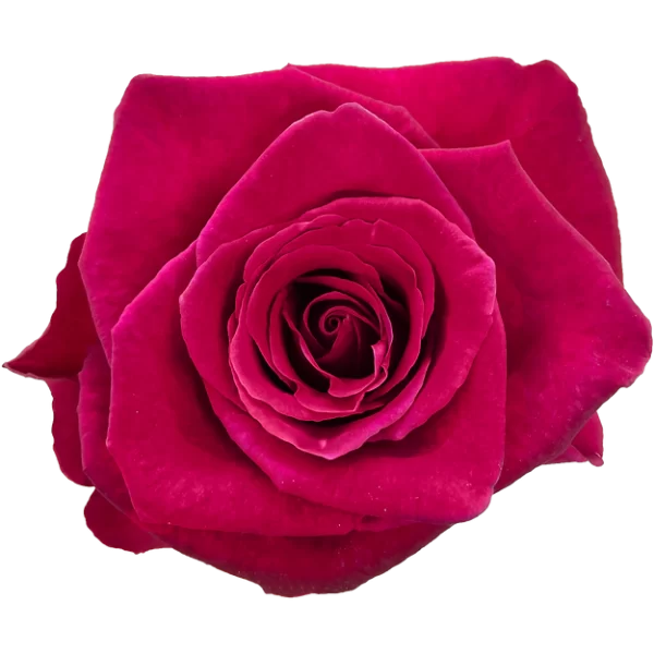 Roses Mata Hari