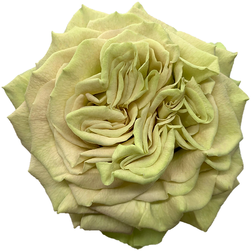 Garden Rose Matcha