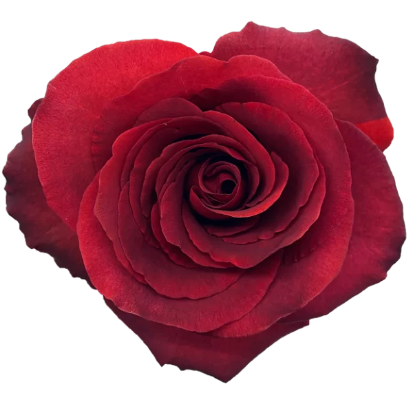 Roses Matilda