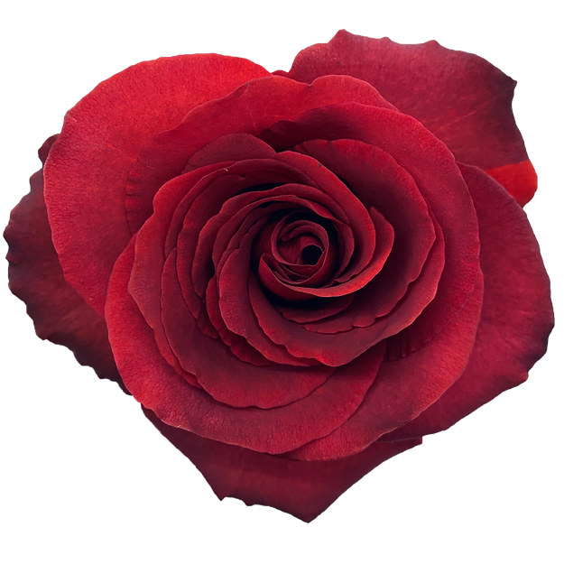 Roses Matilda