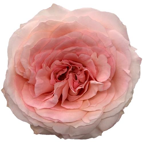 Garden Rose Mayras Bridal Pink