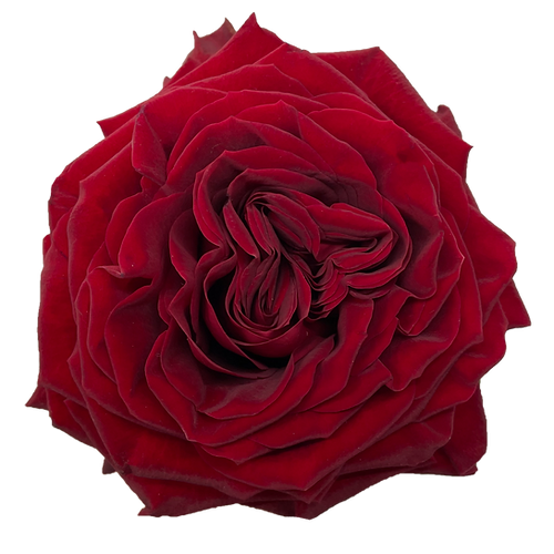 Garden Rose Mayras Red
