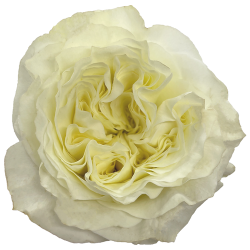 Garden Rose Mayras White