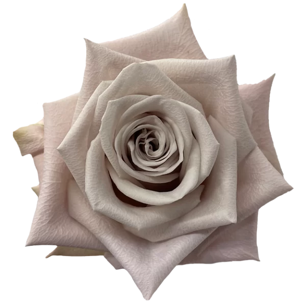 Roses Menta