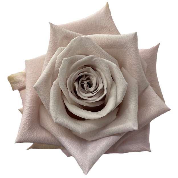 Roses Menta