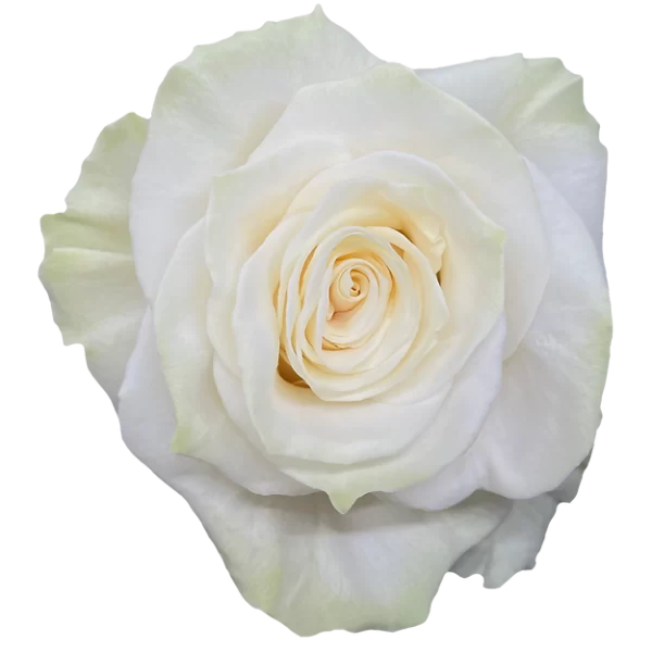 Roses Mondial