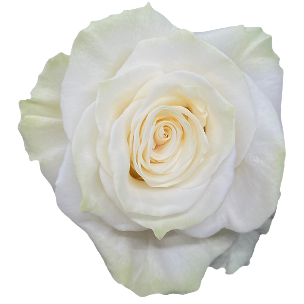 Roses Mondial