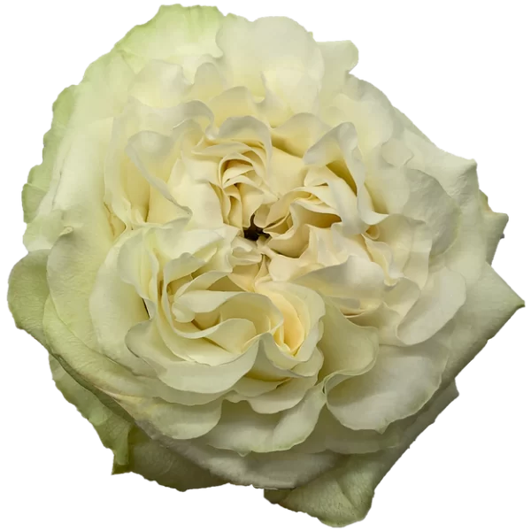 Roses Moonstone