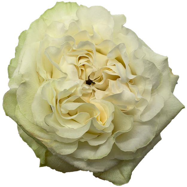 Roses Moonstone