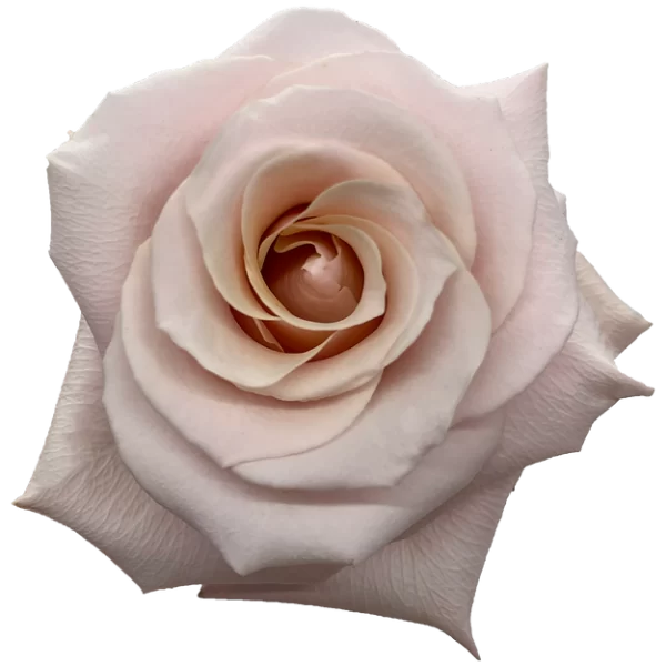Roses Mother of Pearl