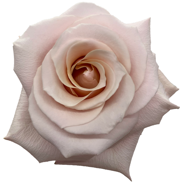 Roses Mother of Pearl