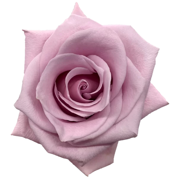 Roses Nautica