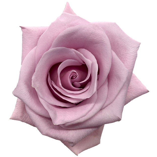 Roses Nautica
