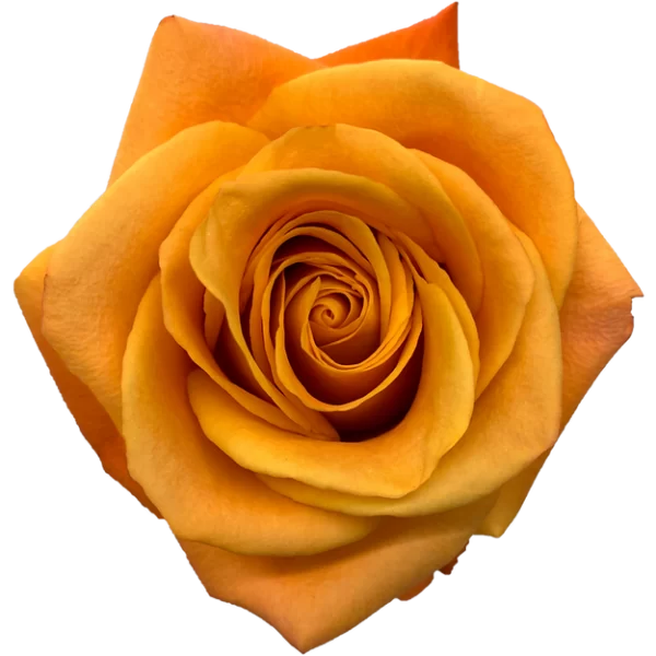 Roses Nexus