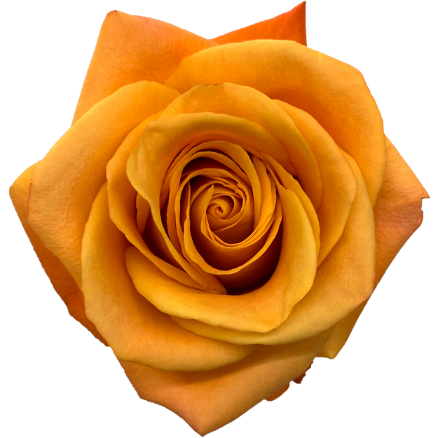 Roses Nexus