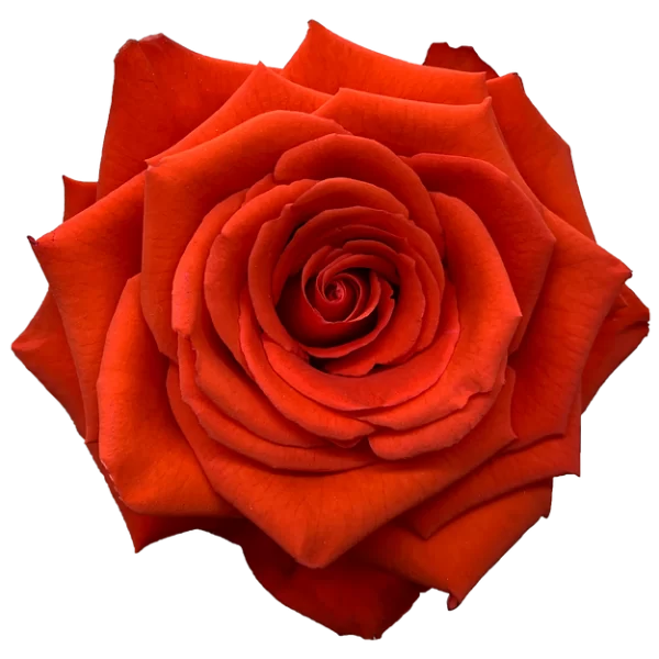 Roses Nina