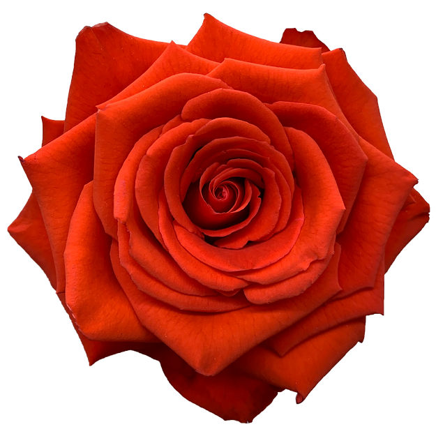 Roses Nina