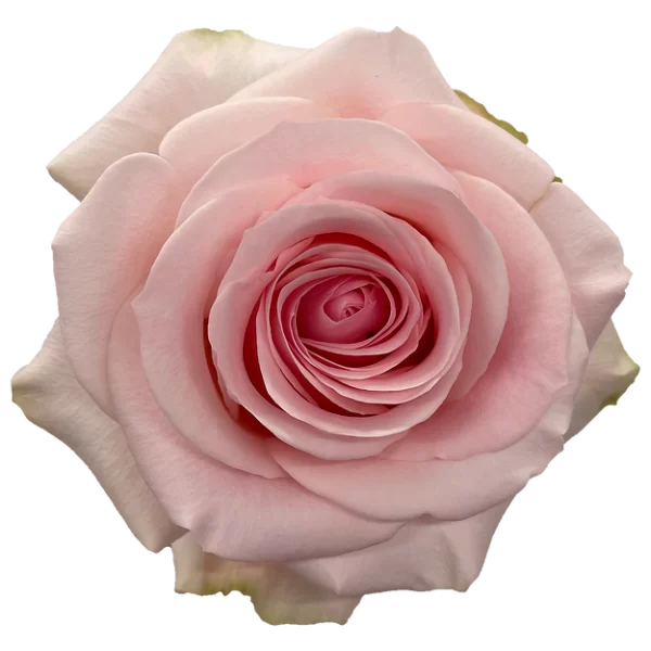 Roses Novia