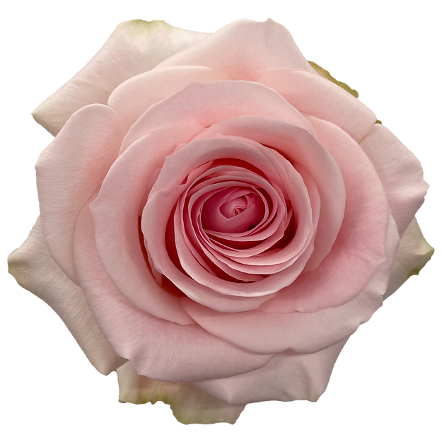 Roses Novia