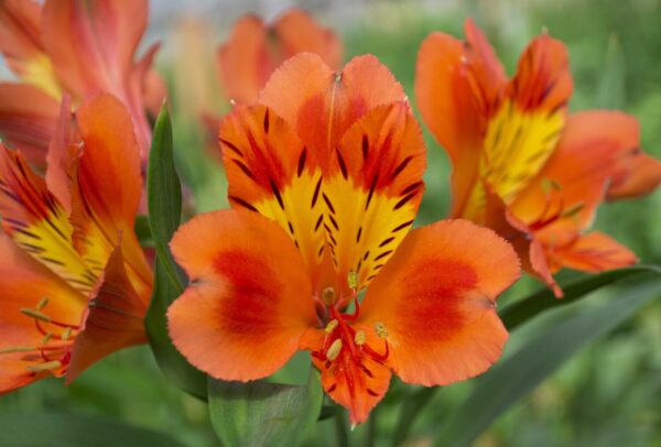 Alstromelias Orange