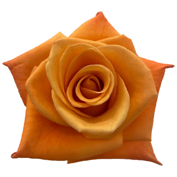 Roses Orange Unique