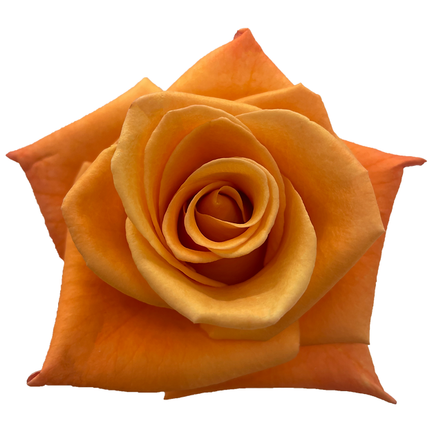 Roses Orange Unique