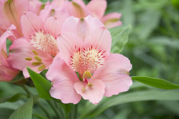 Alstromelias Light Pink