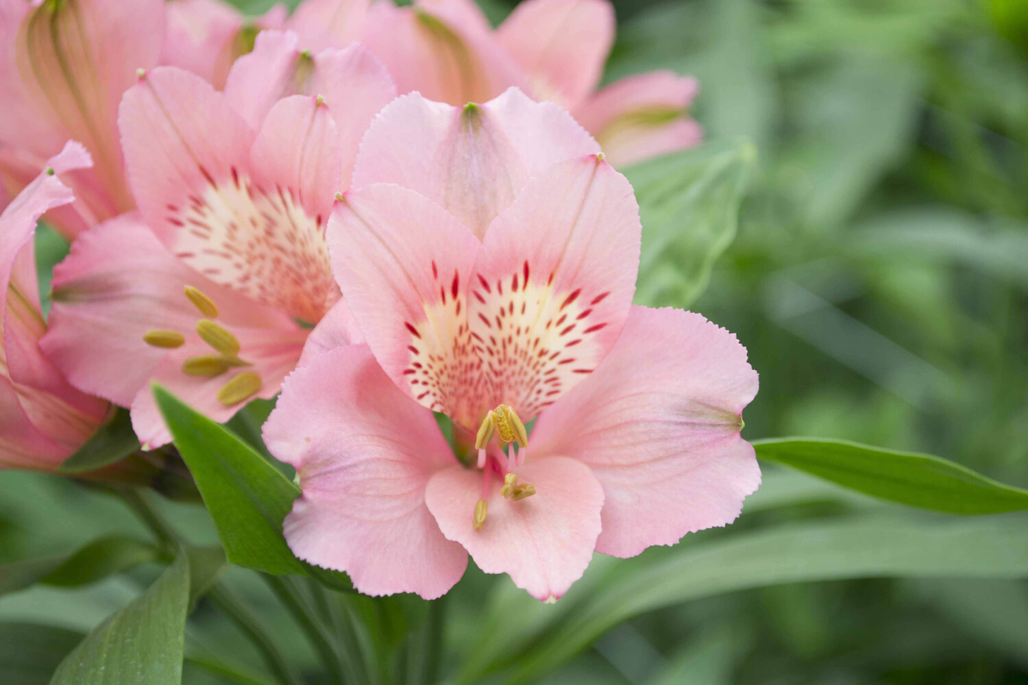 Alstromelias Light Pink