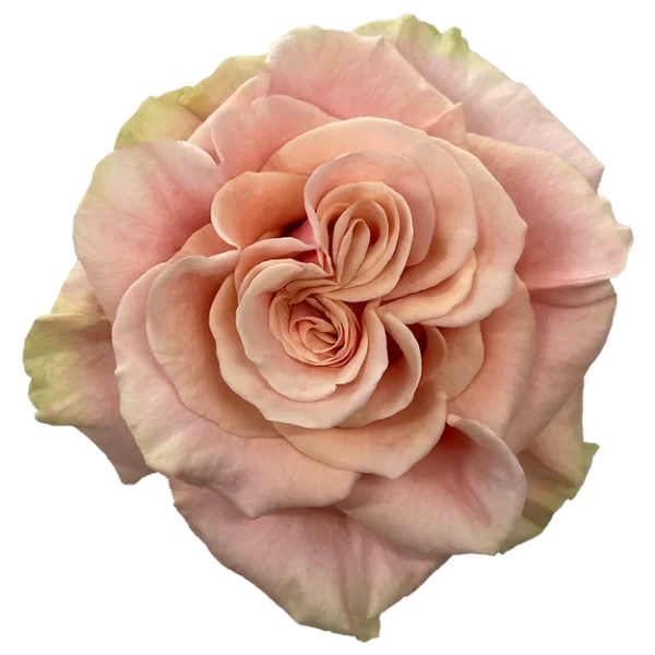 Roses Phoenix