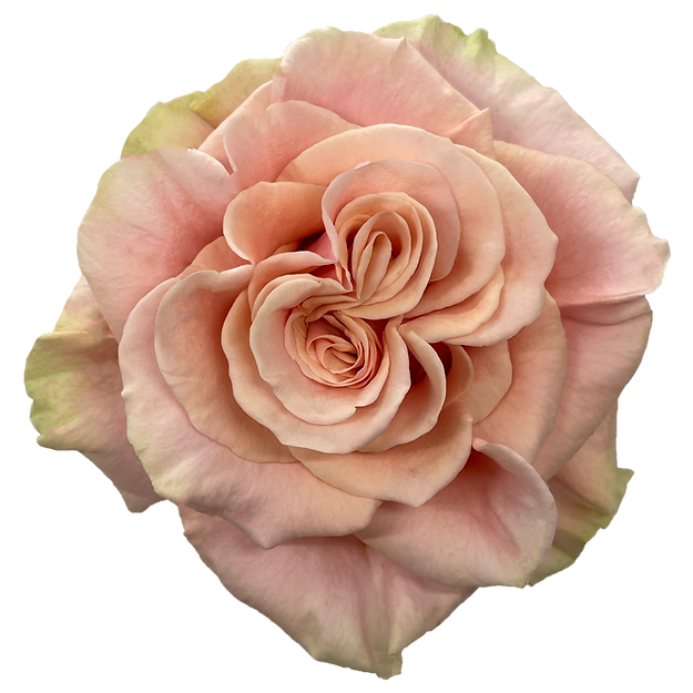 Roses Phoenix