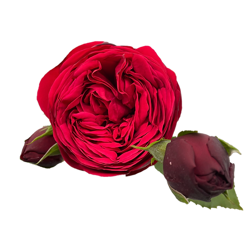 Garden Rose Piano