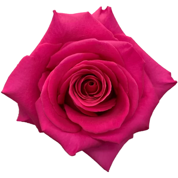 Roses Pink Floyd