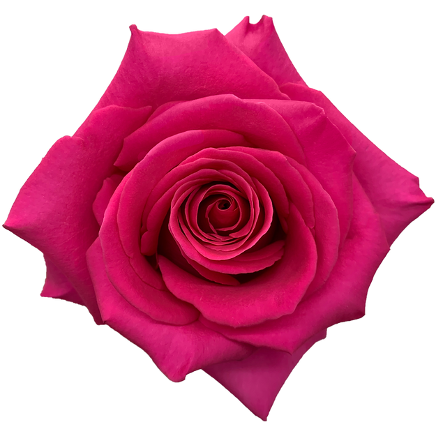 Roses Pink Floyd - EC Flowers Roses Pink Floyd - EC Flowers