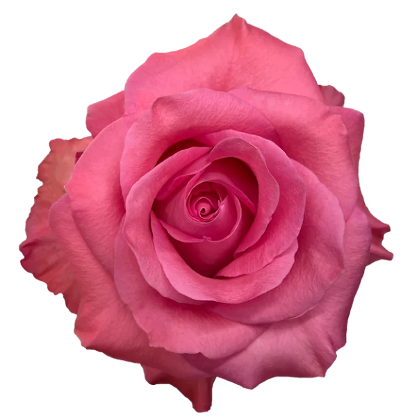 Roses Pink Love