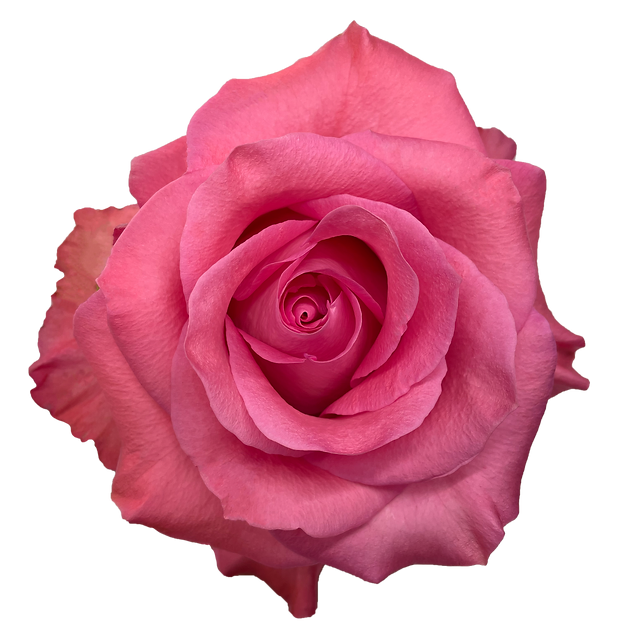 Roses Pink Love