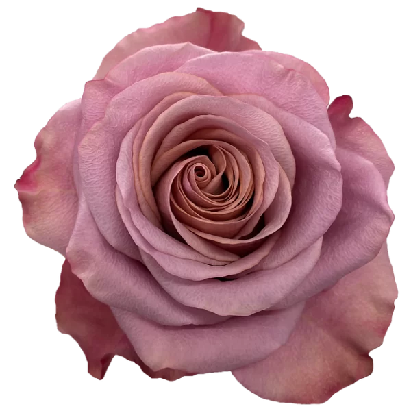 Roses Purple Moon