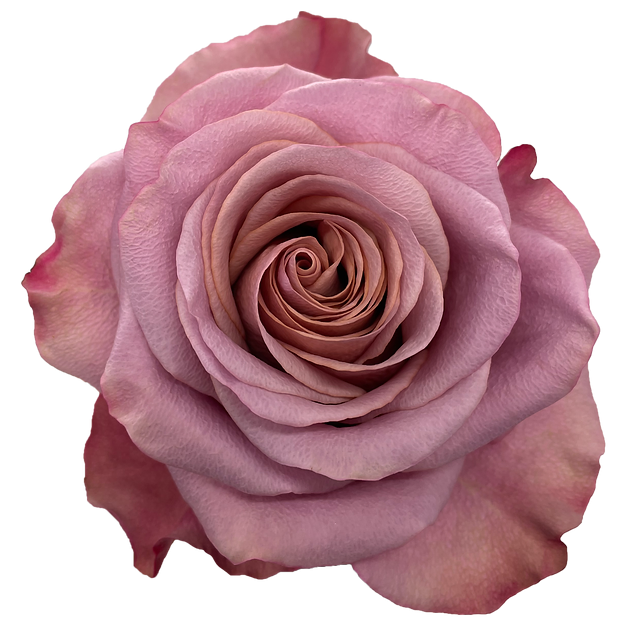 Roses Purple Moon