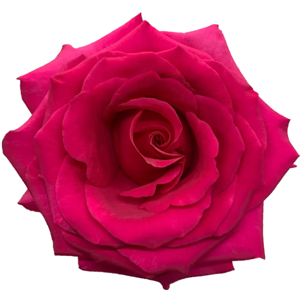 Roses Queenberry