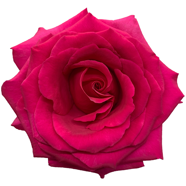 Roses Queenberry
