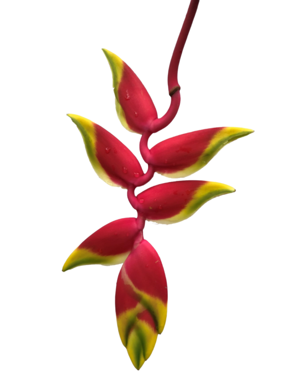 Heliconia Rostrata