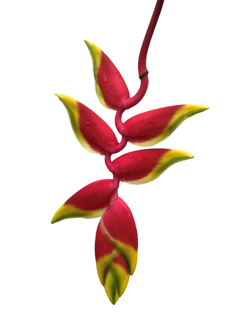 Heliconia Rostrata